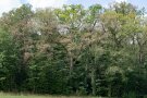 Laubwald mit einigen kahl gefressenen Eichen
