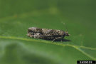 Grau-braun-weißes Insekt sitzt auf einem Blatt.