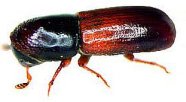 Braunen Käfer, der Amerikanische Nutzholzborkenkäfer