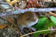 Rötlich-braune Maus schaut unter Zweigen hervor