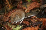 Kleine rotbraune Maus sitzt auf herbstlichem feuchten Laub.