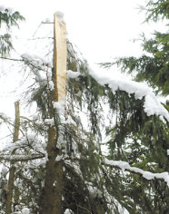 Das Bild zeigt eine Fichte, dessen Spitze abgebrochen ist. Auf den Ästen der Fichte liegt Schnee.