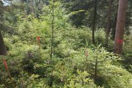 Markierte Versuchsfläche im Wald mit rosa Bändchen.