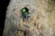 Metallisch blaugrün glänzender Käfer sitzt auf einem EPS-Gespinst und isst eine Raupe