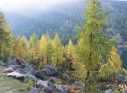 Das Bild zeigt einen Bergwald mit mehreren Lärchen im Vordergrund. Die Lärchen sind hellgrün und gelb gefärbt im Gegensatz zur dunkelgrünen Farbe des restlichen Waldes.
