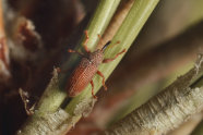 Ein kleiner brauner Käfer sitzt auf Kiefernnadeln