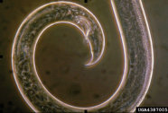 Mikroskopaufnahme eines Fadenwurmes