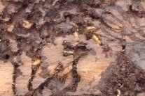 Holz mit Fraßgängen und Käfern darin