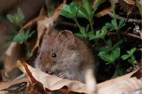 Braune Maus sitzt leicht versteckt hinter einem braunen Blatt.