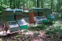 6 Bienenstöcke im Wald mit angebrachten Fallen vor dem Flugloch für die Mortalitätsanalyse