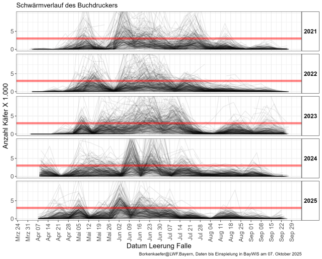 Verschiedene Kurvendiagramme: Die Schwärmverläufe der Buchdrucker in den Jahren 2021 bis 2025. 2025 flog der Buchdrucker zwar wieder auffällig früh, aber witterungsbedingt weniger synchron aus als in den Vorjahren. Die Fangzahlen fielen insgesamt deutlich geringer aus als noch 2024, insbesondere in der zweiten Sommerhälfte. Die rote Linie markiert die Schwelle von 3.000 Buchdruckern/Falle/Woche, ab der mit Stehendbefall gerechnet werden muss.