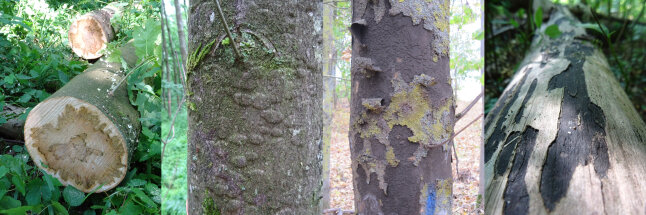 4 Bilder von einem mit Rußrindenkrankeit befallenem Baum