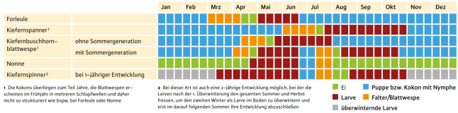 Die Grafik zeigt den Lebenszyklen wichtiger nadelfressenden Kiefernschadinsekten.