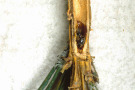 Käfer in ausgehöhltem Kiefernzweig