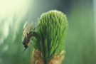 Kleine Wespe sitzt auf einer Fichtenknospe.