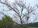 Kahlfraß im Mai an einem Apfelbaum (Nester rot umrandet)