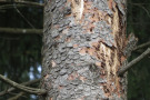 Nadelbaum mit abblätternder Rinde und Bohrmehlhäufchen am Stamm.