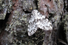 Weißer Schmetterling mit dunkler Zeichnung sitzt auf Baumrinde.