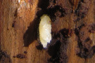 Weiße Borkenkäferpuppe an Unterseite von Holzrinde.