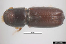 Kleiner braun-schwarzer Käfer vor weißem Hintergrund.