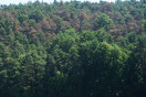 Kiefernwald,aus der Vogelperspektive betrachtet, in denen machne Kiefern eine braune, abgestorbene Krone haben