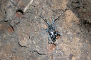 Schwarzer Käfer mit weißen Punkten und langen Fühlern sitzt auf einer Baumrinde