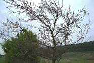 Niedriger Baum in eienr hügeligen Landschaft ist mit Gespinsten von Raupen besetzt.