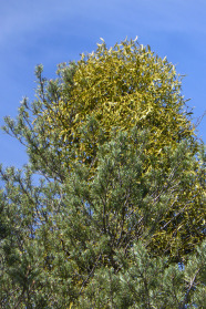 Kiefernkrone mit großem hellgrünen Mistelbusch an der Spitze
