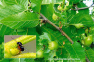 Zwei bilder: Kleine Wespe auf einer Galle; Esskastanie