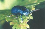 Ein rundlicher Käfer sitz auf einem Blatt.