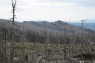 Nach Borkenkäferbefall abgestorbene Hochlagen-Fichtenwälder am Dreisessel 