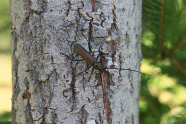 Rot-schwarzer Käfer krabbelt an Baumstamm herunter.