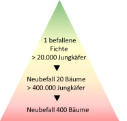 Befallspotenzialspyramide Fichtenborkenkäfer