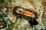 Kleiner rot-brauner Käfer.
