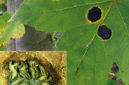 Bergahornblatt mit schwarzen Flecken und Raupen am unteren Bildrand