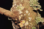 Lärchenkrebses; Deutlich erkennbar ist der weiße Haarkranz am Rand und die orangegelbe Fruchtscheibe