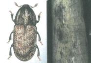 Darstellung eines Käfers sowie ein Frassbild