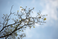 Ein kahler Eichenzweig mit nur noch wenigen Blättern gegen den blauen Himmel