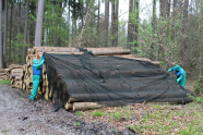 Zwei Waldarbeiter bringen ein Netz über einem Holzpolter aus.