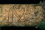 Holzstück mit Fraßbild eines Borkenkäfers.