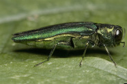 Grün-schimmernder Käfer