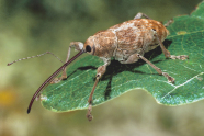Ein brauner Käfer mit laaaangem Rüssel