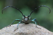 Grün-schwarzer Käfer krabbelt auf Betrachter zu.