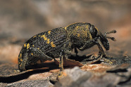 Schwarzer gelb gepunkteter Käfer.