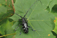 Schwarzer Käfer auf grünem Blatt