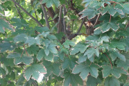 Blätter eines Laubbaumes mit braunen Rändern.