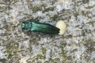 Smaragdrün schimmernder, länglicher Käfer auf einem Baumstamm