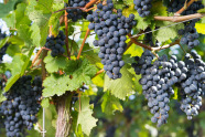 Weinrebe mit reifen blauen Weintrauben