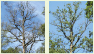Zwei Fotos von Eichenkronen. Links: Krone ohne Blätter, rechts: Krone mit sehr wenig Belaubung.