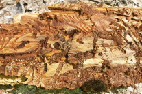 Rindenstück-Unterseite eines Baumes mit Jungkäfer und Fraßgängen sowie Bohrmehl.